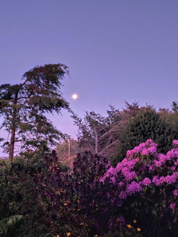 CABAÑA AZUL Y VERDE - 4