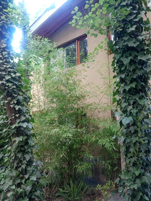 casas del arbol 5 - 3