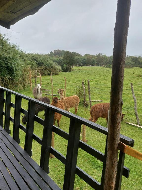 Chiloe Profundo - 3