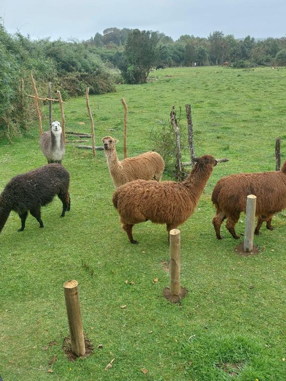 Chiloe Profundo - 5
