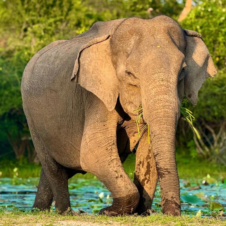 Surrounding environment