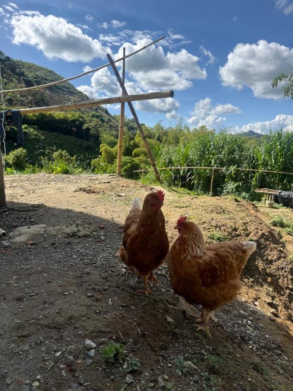 Mundo mágico glamping - 3