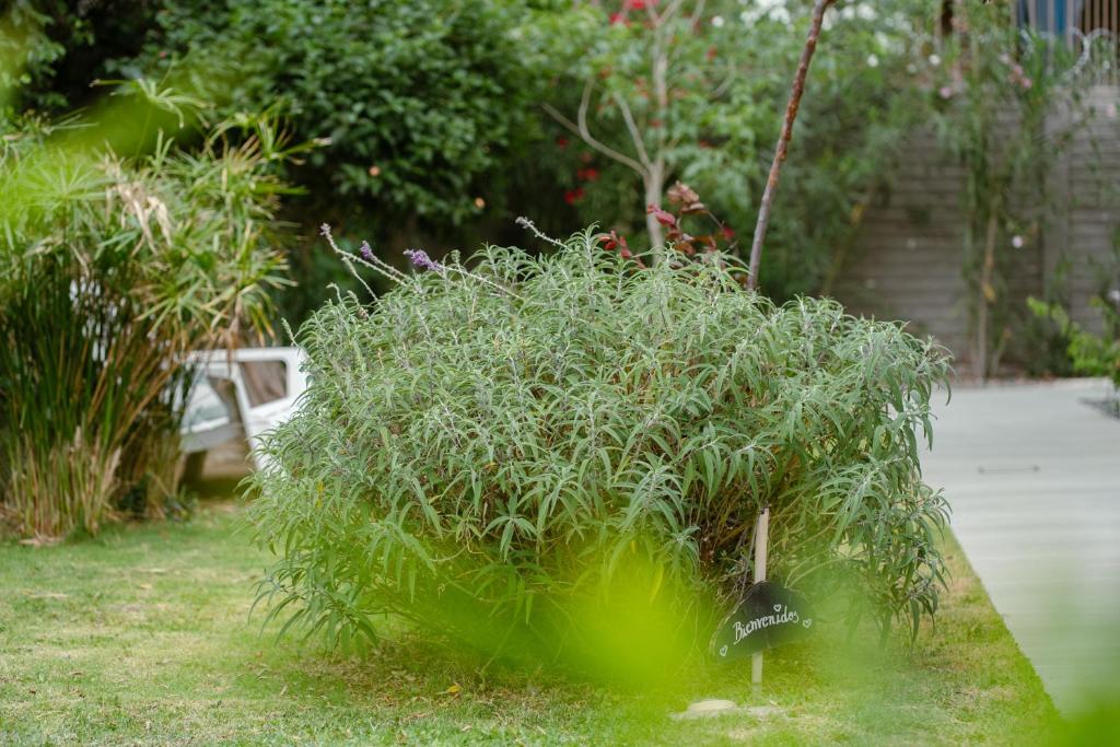 "Casa Amalia Apartamentos" Plaza Italia y Av Arístides a 50mts, lugar con jardín - 4