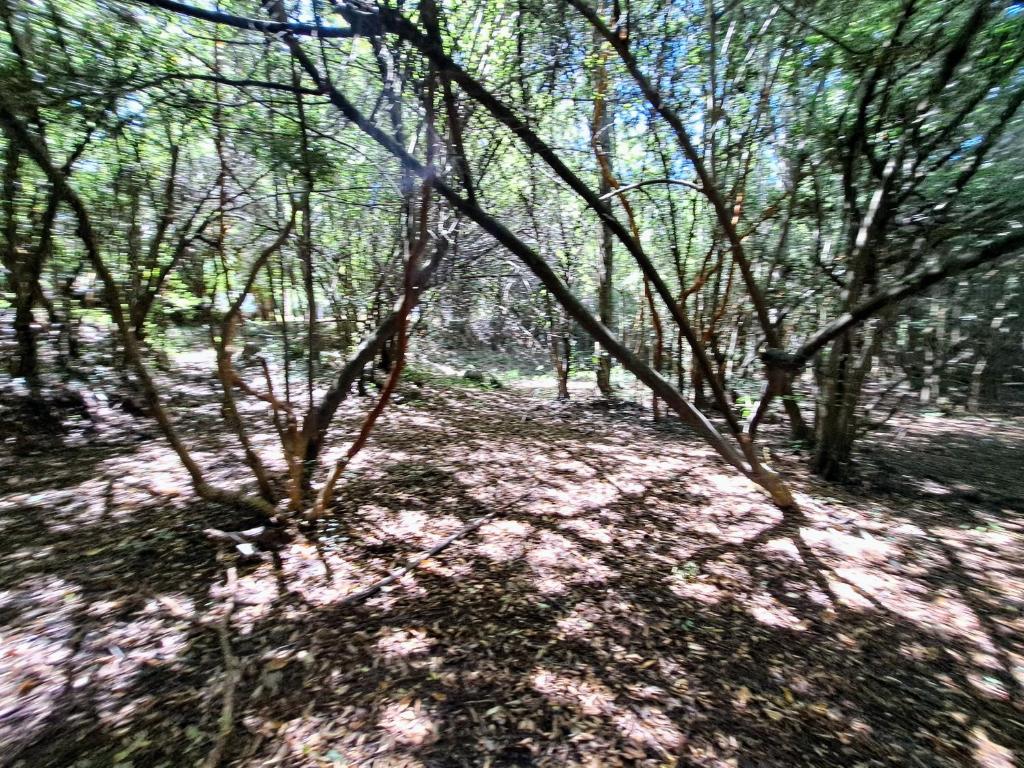 Domo Glamping en el bosque - 4