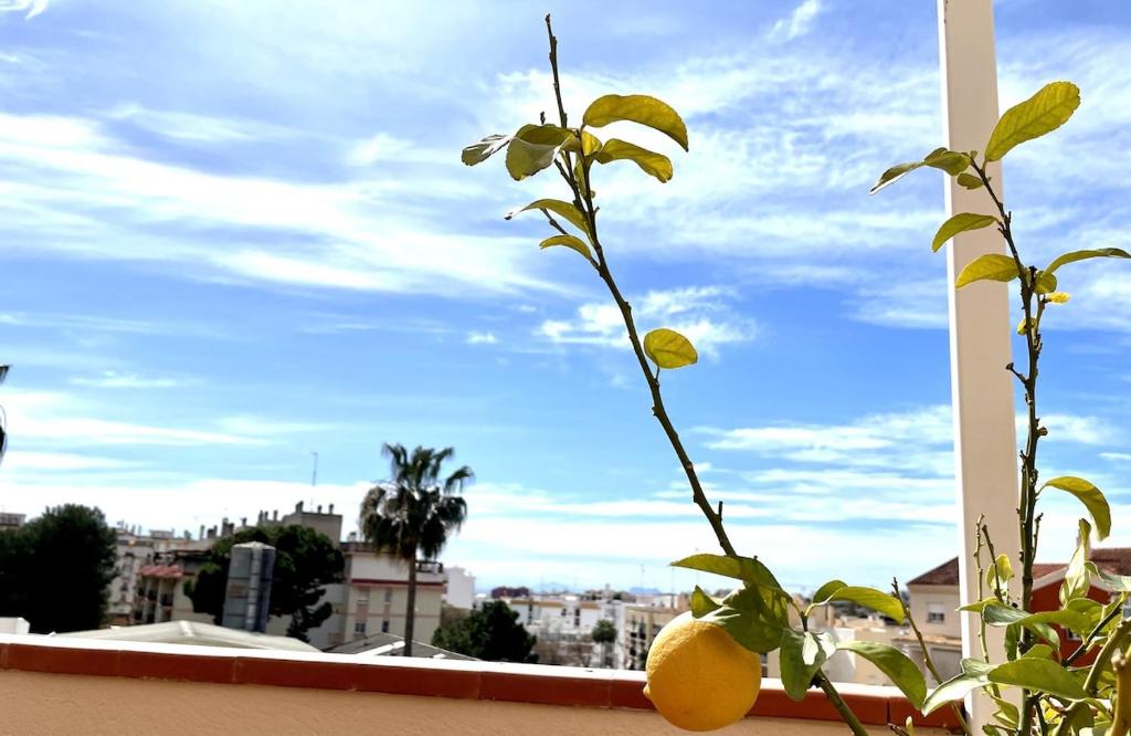 Precioso apartamento A, grandes terrazas, piscinas - 1