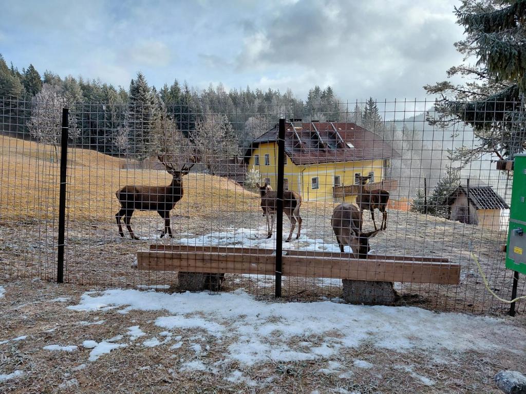 Bauernchalet Orainza - 2