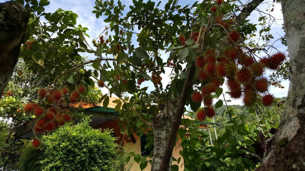 Surrounding environment