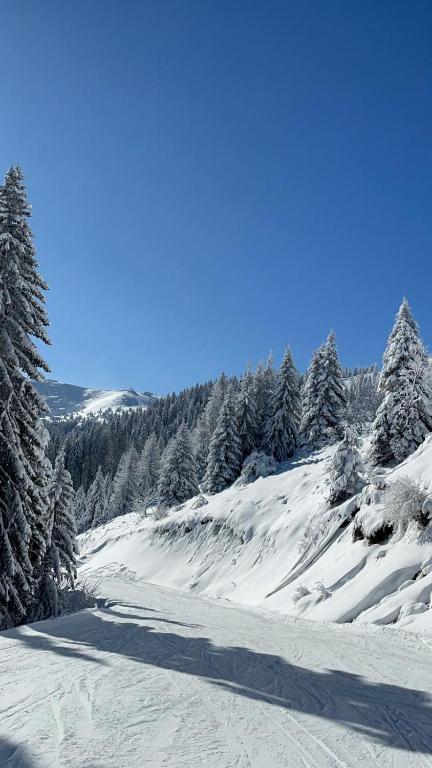 Kopaonik Alibi25 - 3