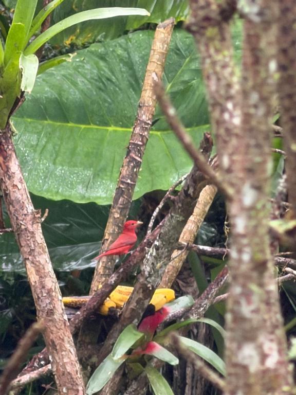 ecopolis hospedaje birding - 2