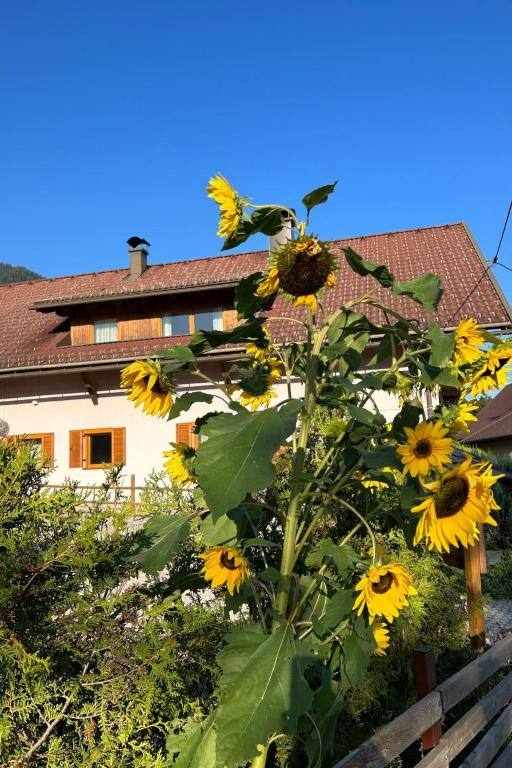 Apartment Haus Sunshine by Interhome - 4