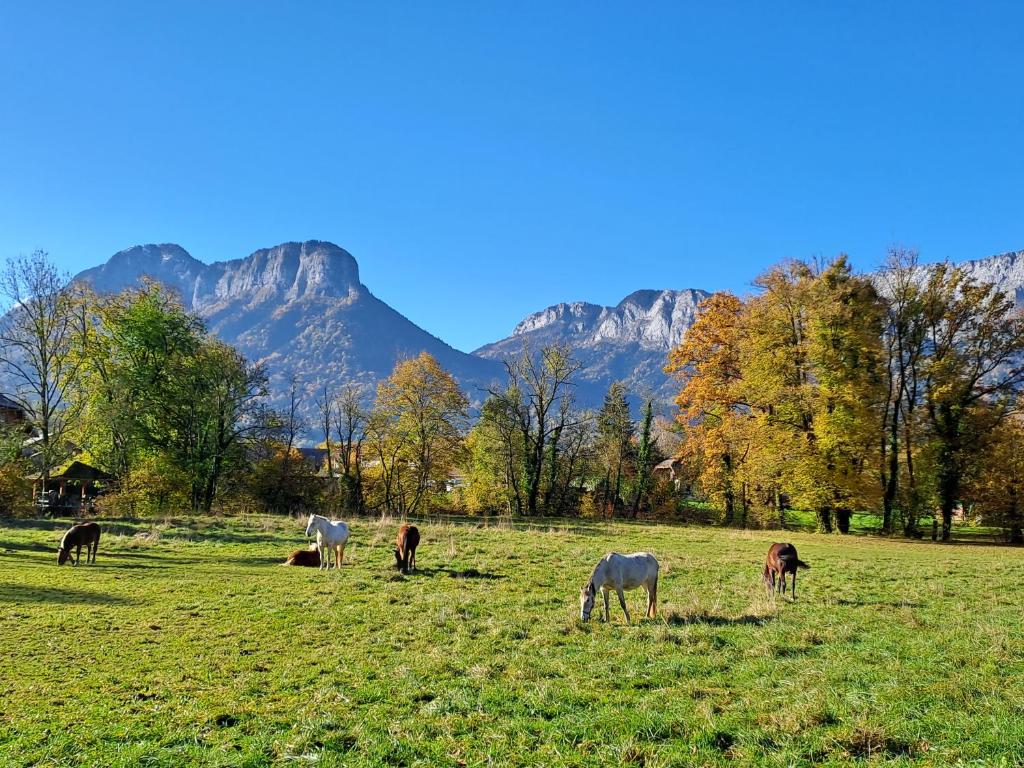 L'Appart des Grands Prés à Doussard entre Lac et Montagnes - 1