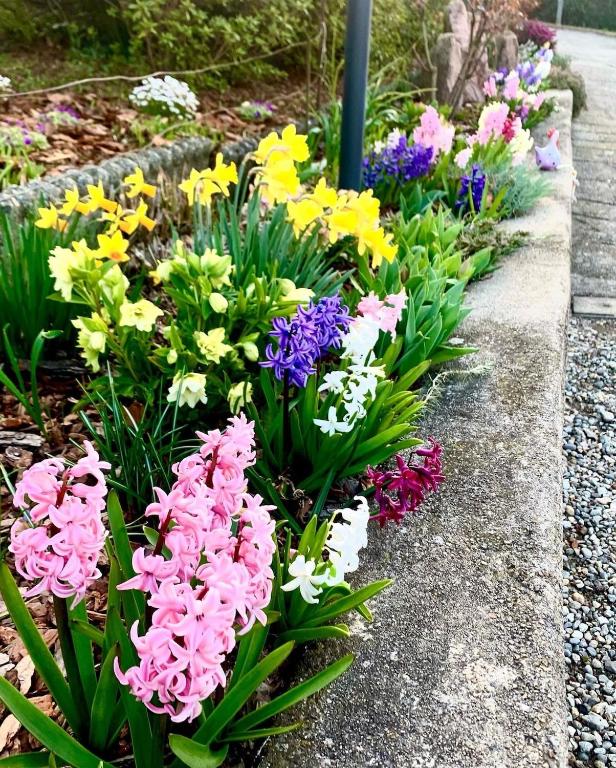 Casa Fiorita, Luino, il tempo rallenta tra lago e fiori - 5