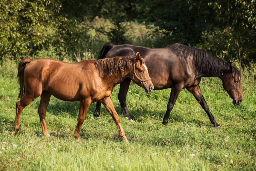 Zielona Dolina 정원