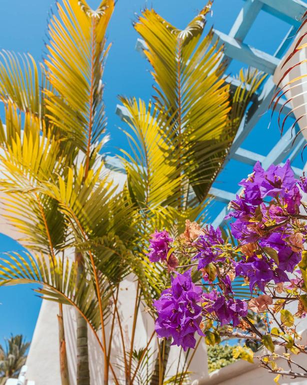 Alua Suites Fuerteventura - All Inclusive — Hotel building in Corralejo, Canary Islands