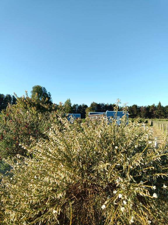 Entre Pinos y Volcanes - 3
