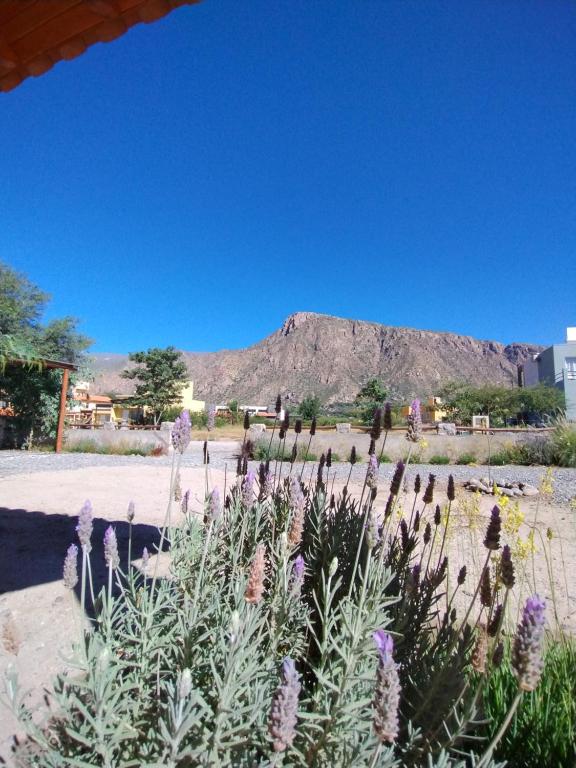 El Aromo Cafayate - 1