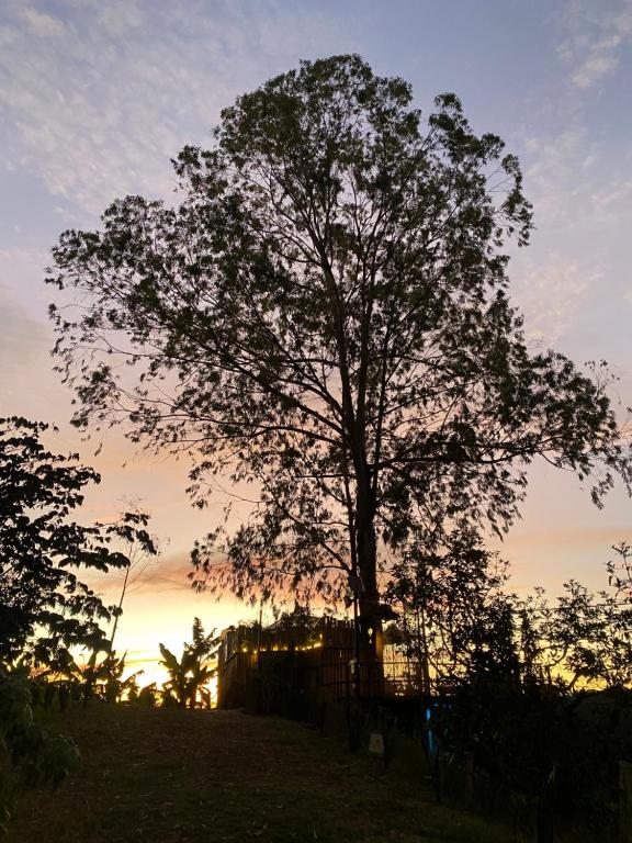 Happy Glamping Quindio - Tipo Domo Traslúcido - 5