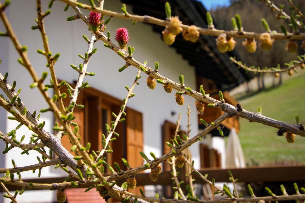 Appartamenti Piccolo Larice - Livigno - 5