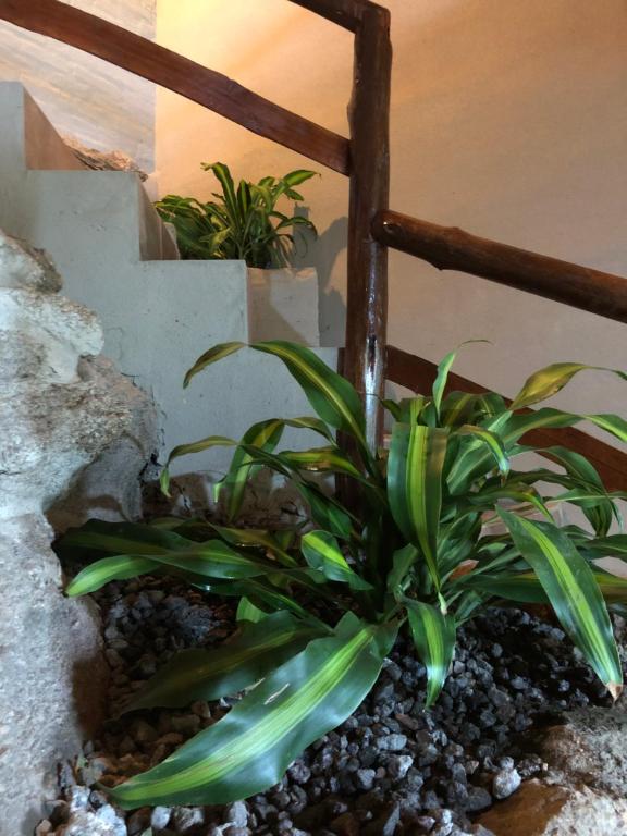 Complejo Don Deiloff - 2