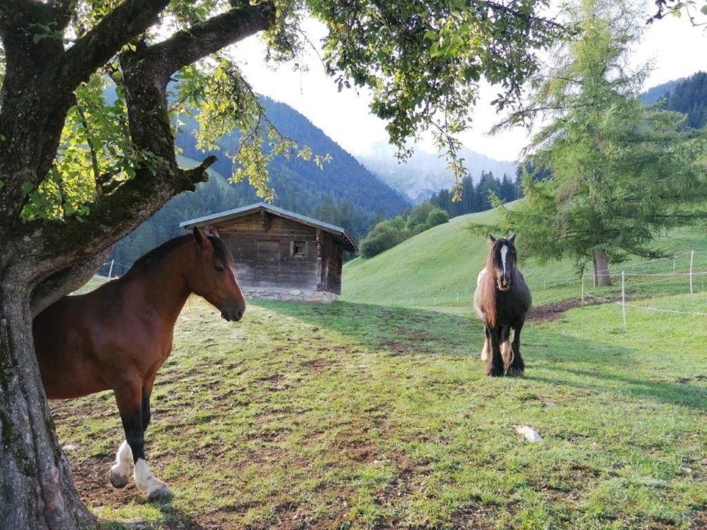 Au Pré des Chevaux - 3