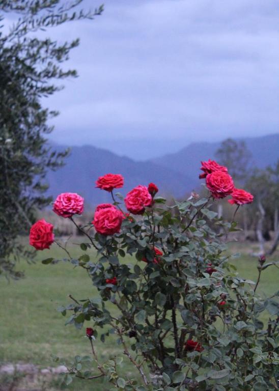 Alalá Campo - 5