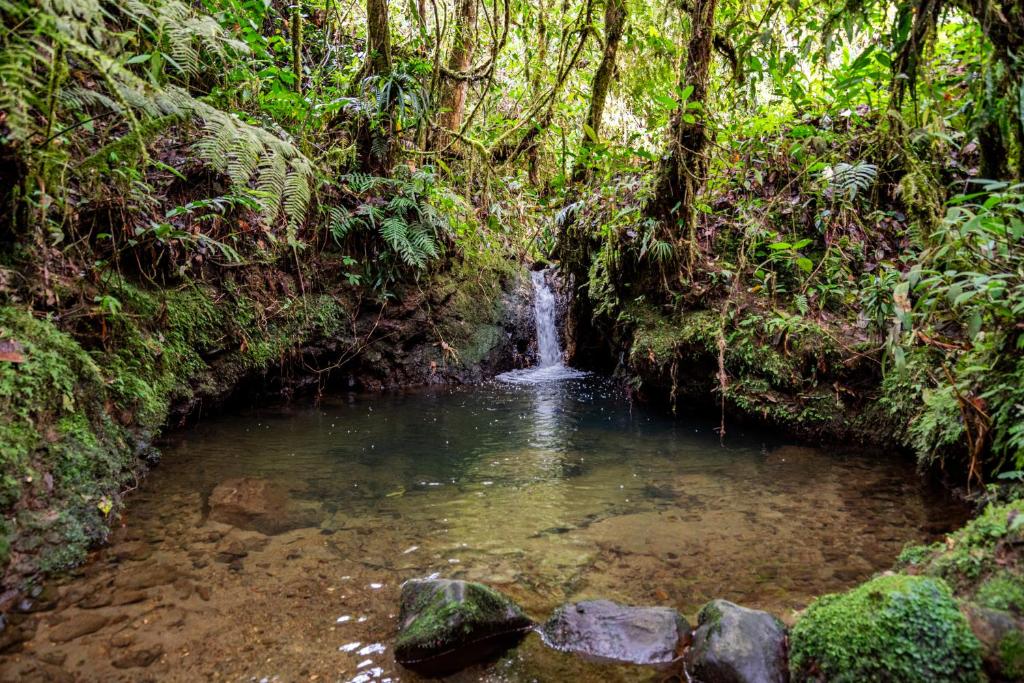 Boskoso Forest Retreat Jacuzzi & Waterfall - 1