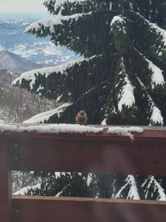 Mountain home Borut - 5