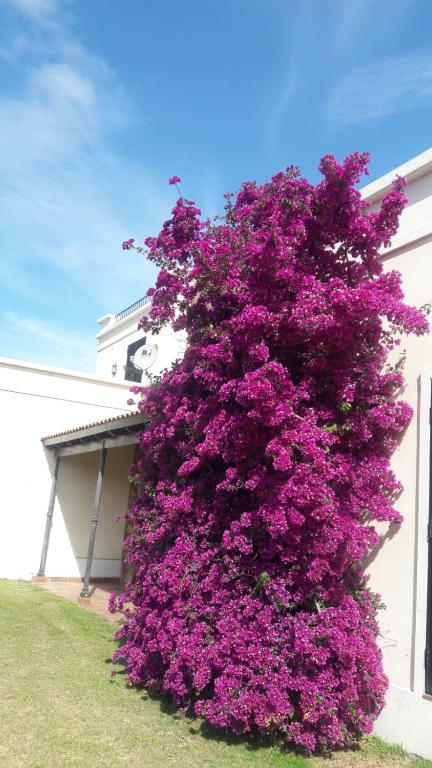 Flor de Azahar - Casa de Campo - 3
