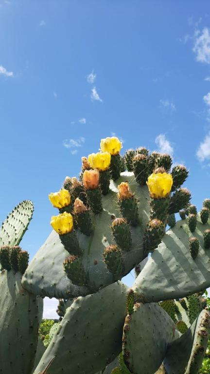 Flor de Azahar - Casa de Campo - 4