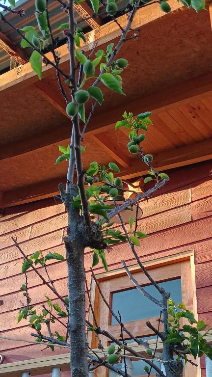 Tree house in the Elqui Valley - 2