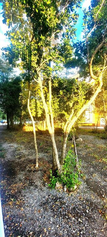 Refugio en Pucón, Lago, nieve, Termas y Relajo - 5