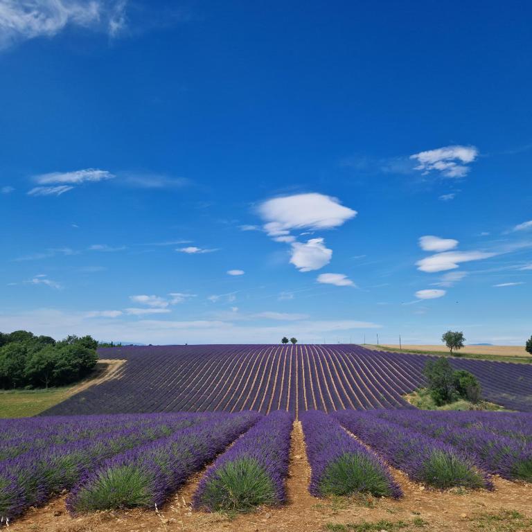 Le jas fleuri - 2