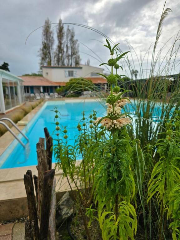 L'auberge Camarguaise - 4