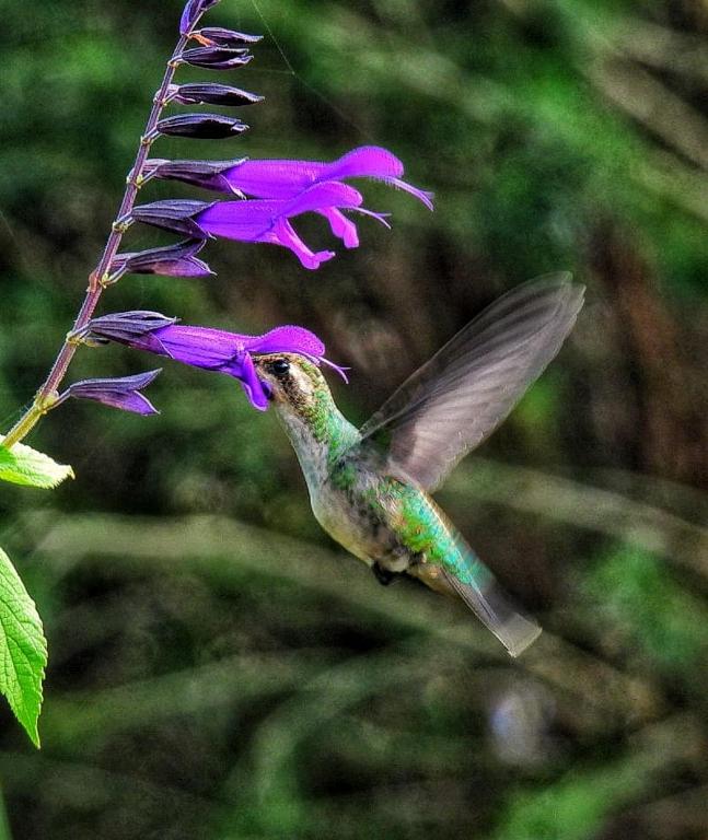 El colibrí - 1