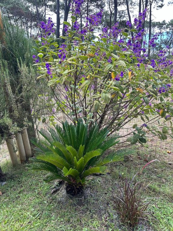 La Serena de Los Cocos - 4