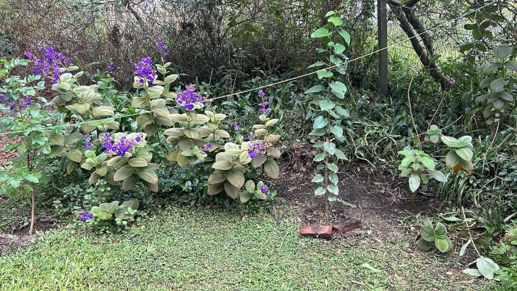 La Serena de Los Cocos - 3
