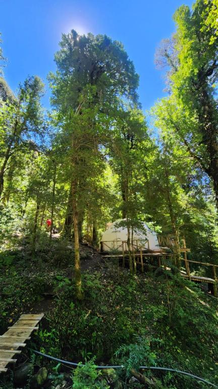 Glamping Pucón - 5