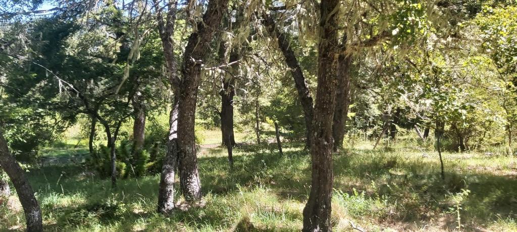 Cabaña en La montaña - 2