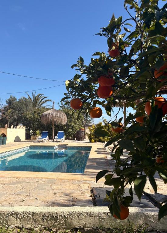 Rustico Appartment 'Olta' in finca, see-and garden side - 5