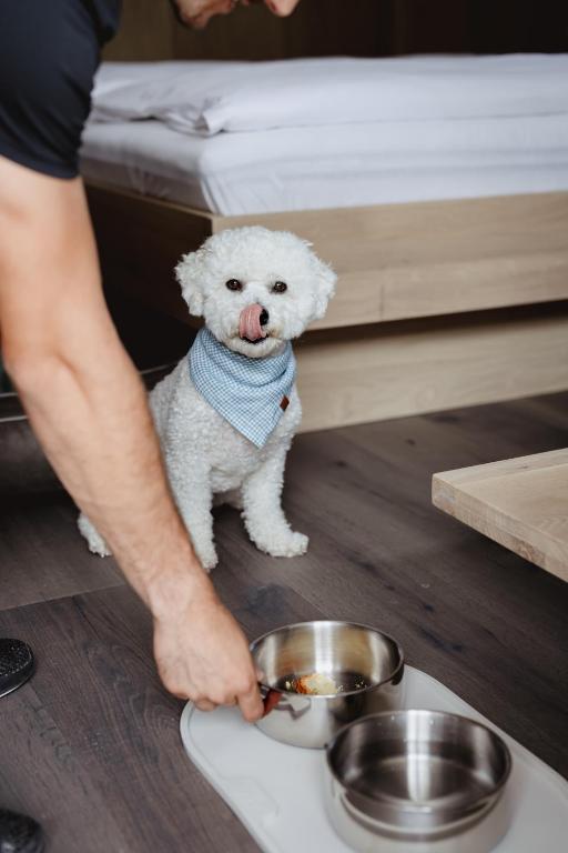 Boutique Hundehotel Bergzeit - 2