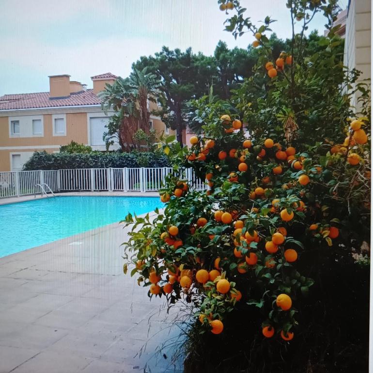 Proche de Monaco appartement devant piscine - 1