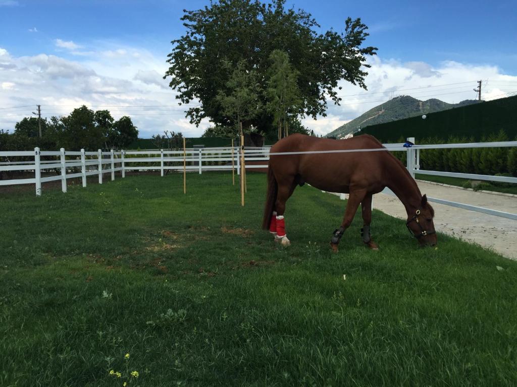 B. Equine Range Hotel photo