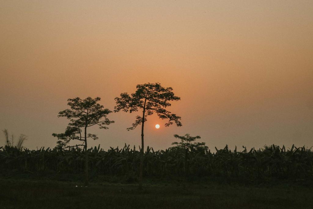 Travellers Cafe and Stay — Sauraha (6)