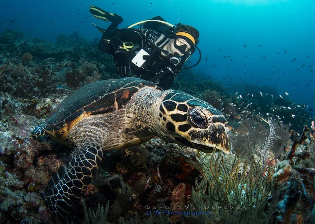 アクティビティ