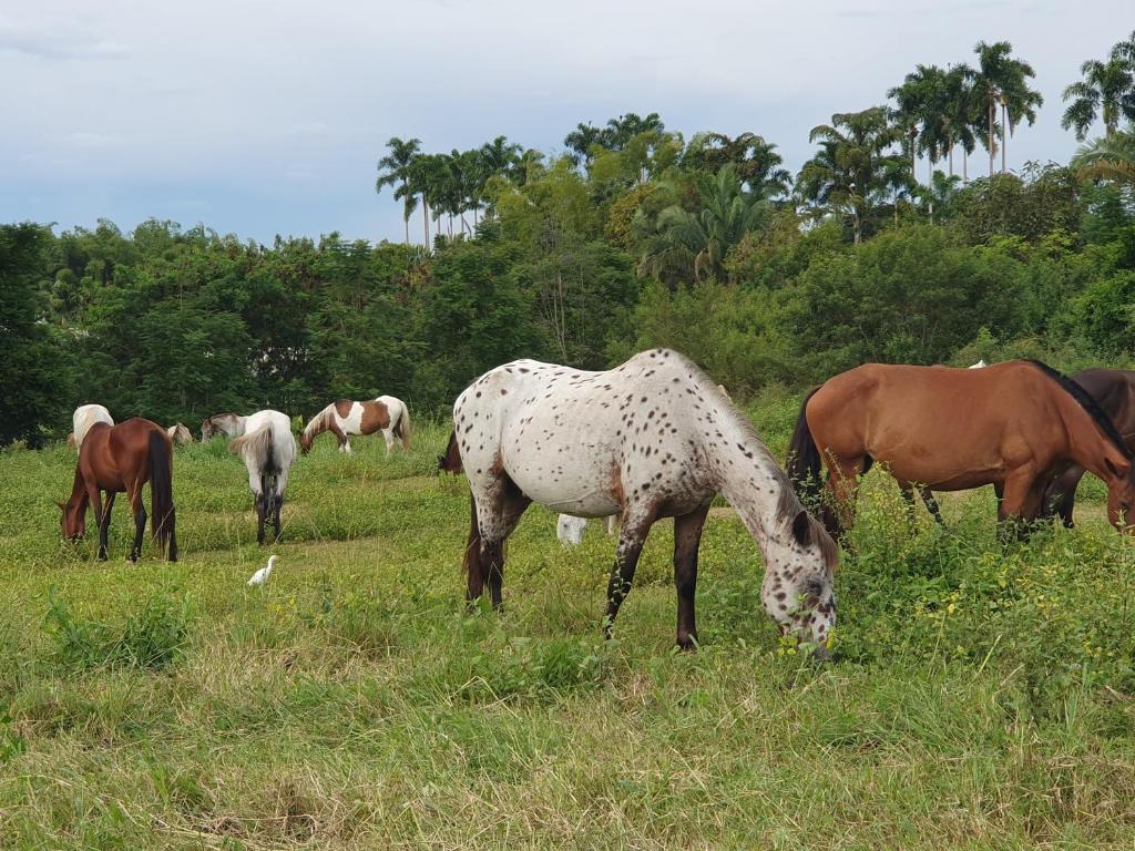 Luxury Villa in Cerritos ride horses nearby - 3