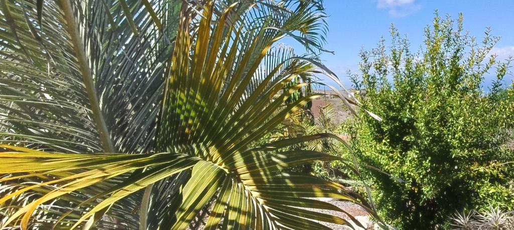 GRAN CANARIA LA FINCA DE CARMELITA Y BARTOLITO - 2