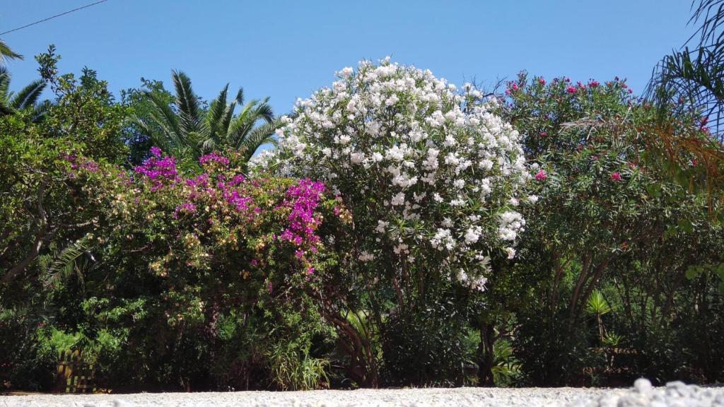 Appartamenti Villa Pineta Mare - Goelba - 2