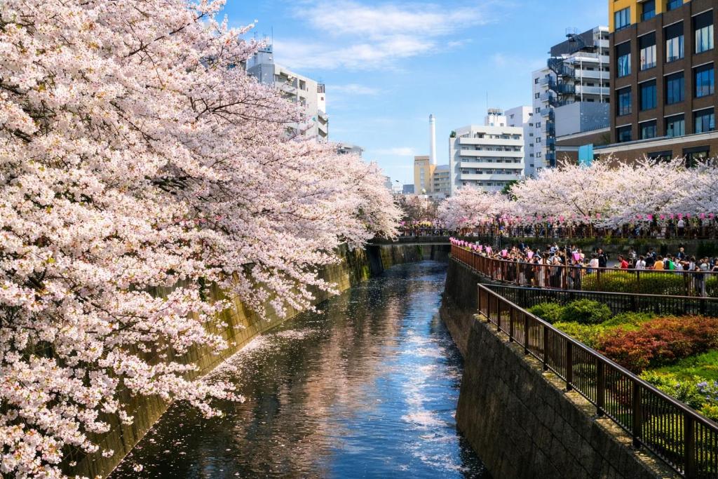 COTO Premium Shibuya SAKURA
