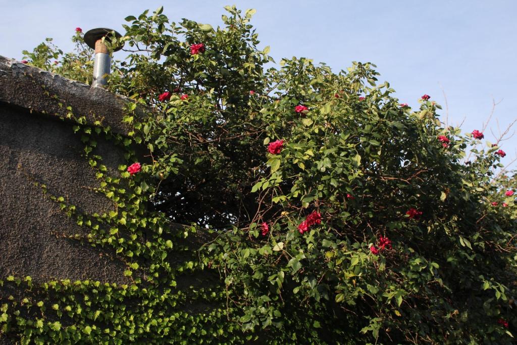 Casa Repollo - 5