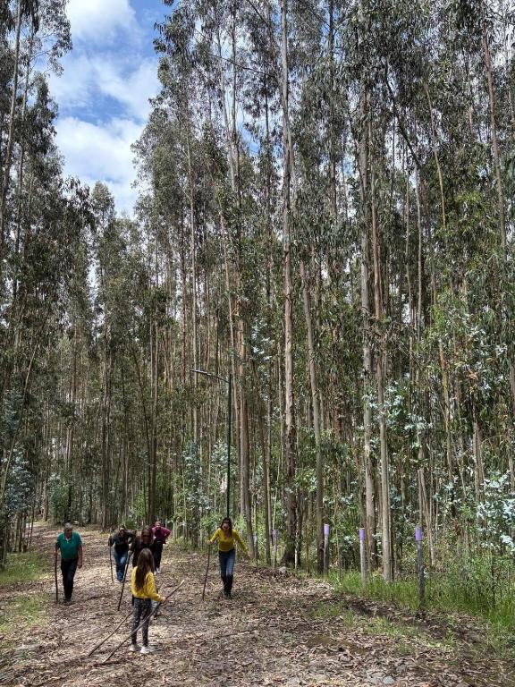 ENTRE BOSQUES - Eucalyptus Forest Villa - 4